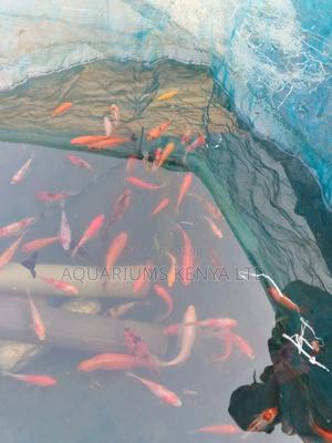 Goldfish From Farm - thumbnail 2