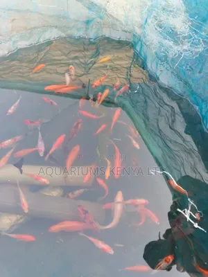 Goldfish From Farm