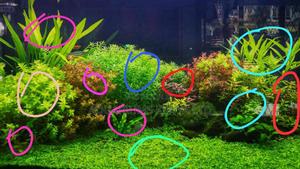 Aquarium Planting , Professional, With Select Plants - thumbnail 2