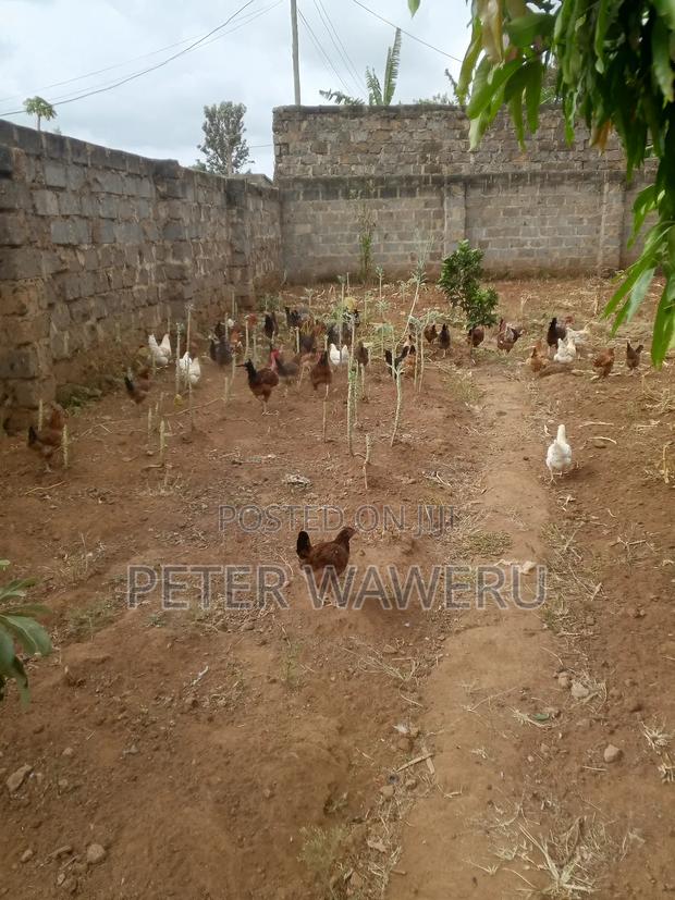 Kuku Kienyeji - main view