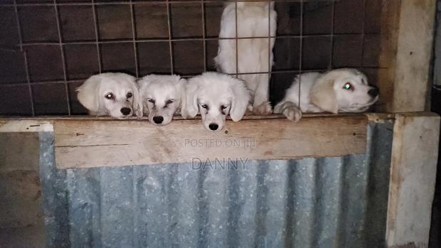 3-6 months Male Purebred Maltese - main view