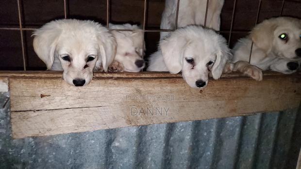 3-6 months Male Purebred Maltese - thumbnail 2