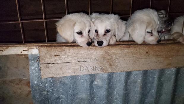 3-6 months Male Purebred Maltese - thumbnail 3