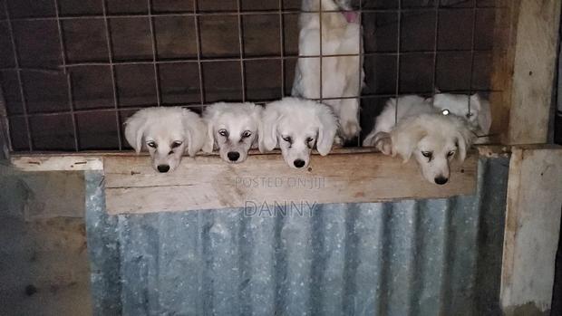 3-6 months Male Purebred Maltese - thumbnail 4