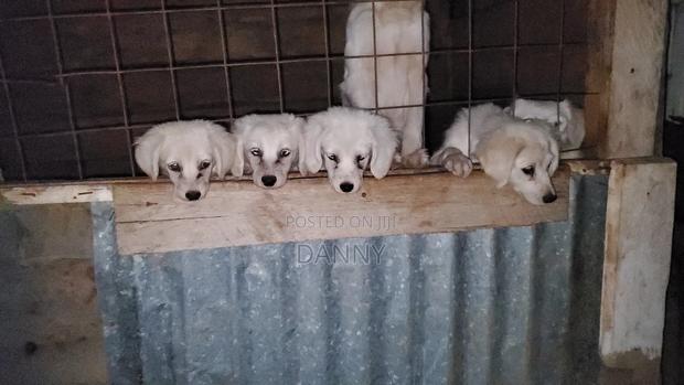 3-6 months Male Purebred Maltese - thumbnail 5