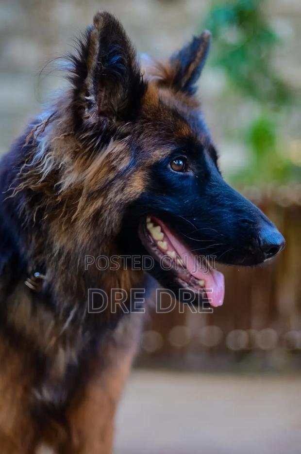 1+ year Female Purebred German Shepherd - main view