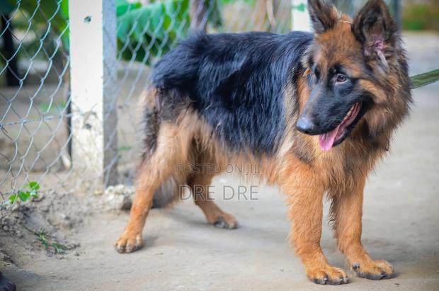 1+ year Female Purebred German Shepherd - thumbnail 3