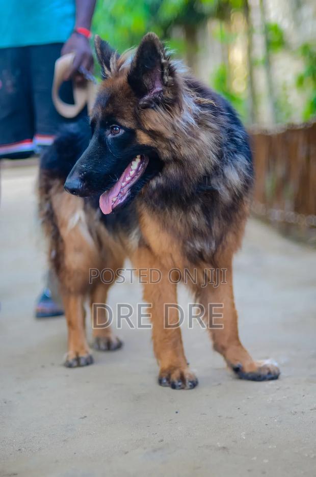 1+ year Female Purebred German Shepherd - thumbnail 4