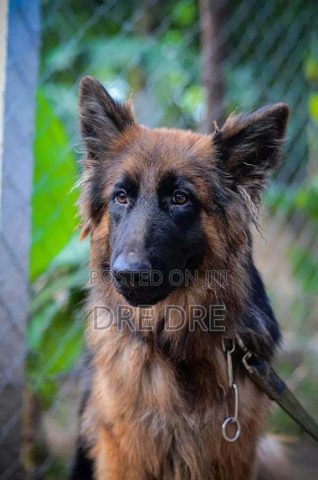 1+ year Female Purebred German Shepherd - thumbnail 5