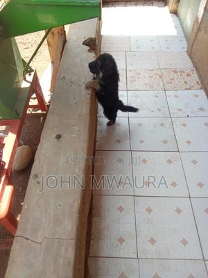 1-3 months Female Purebred German Shepherd - thumbnail 2