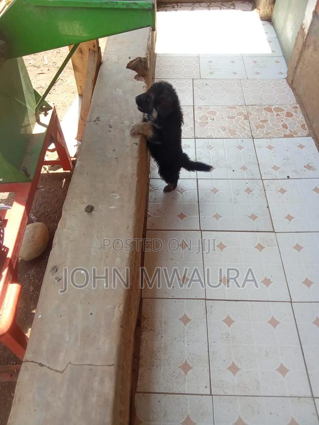 1-3 months Female Purebred German Shepherd - main view