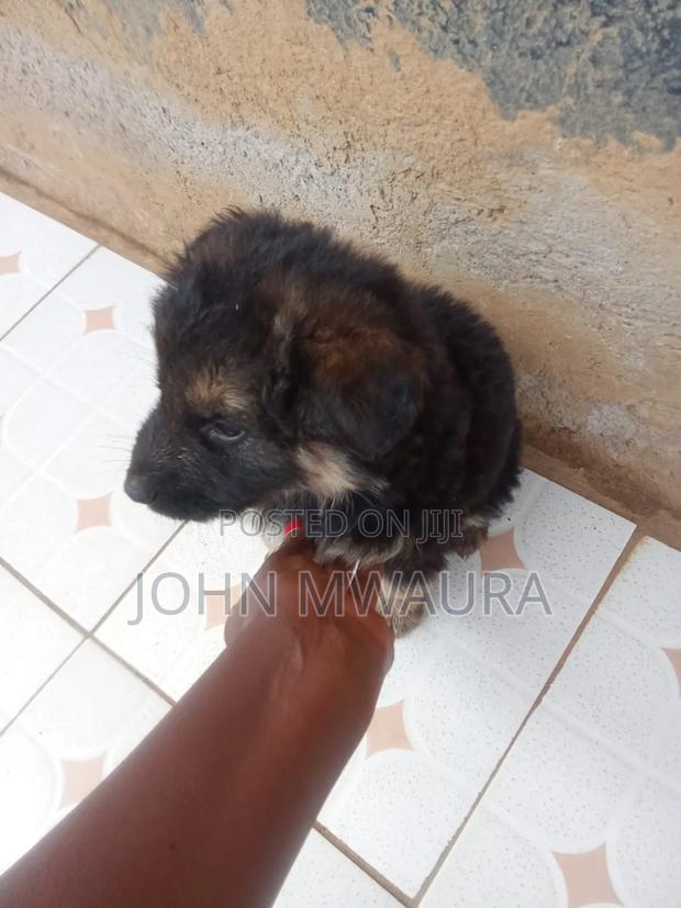 1-3 months Female Purebred German Shepherd - thumbnail 3