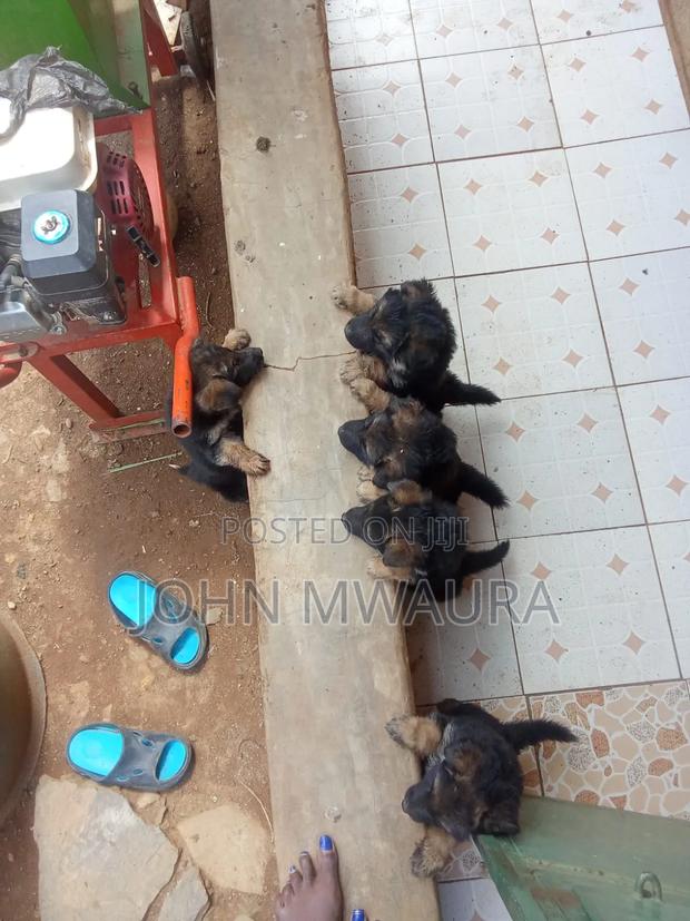 1-3 months Female Purebred German Shepherd - thumbnail 4