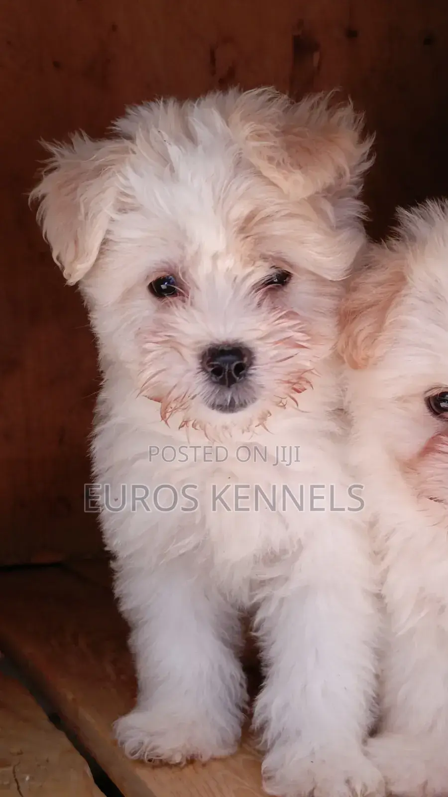 1-3 months Female Purebred Havanese