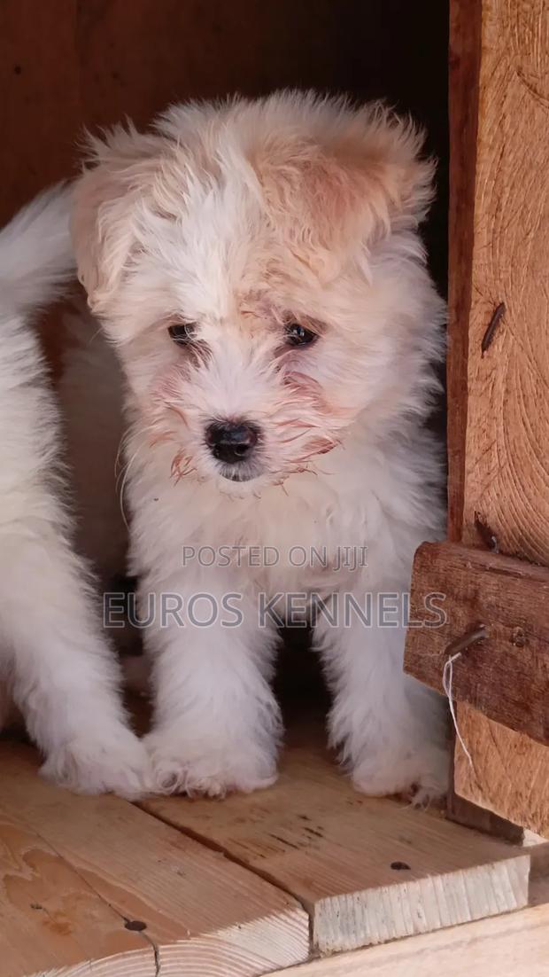 1-3 months Female Purebred Havanese - thumbnail 2