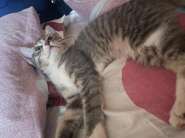 1-3 months Female Purebred Tabby - thumbnail 5