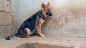 6-12 months Female Purebred German Shepherd - main view