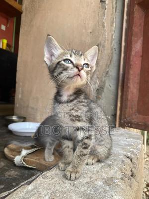 1-3 months Male Mixed Breed Tabby - thumbnail 2