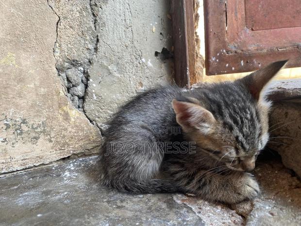 1-3 months Male Mixed Breed Tabby - thumbnail 3