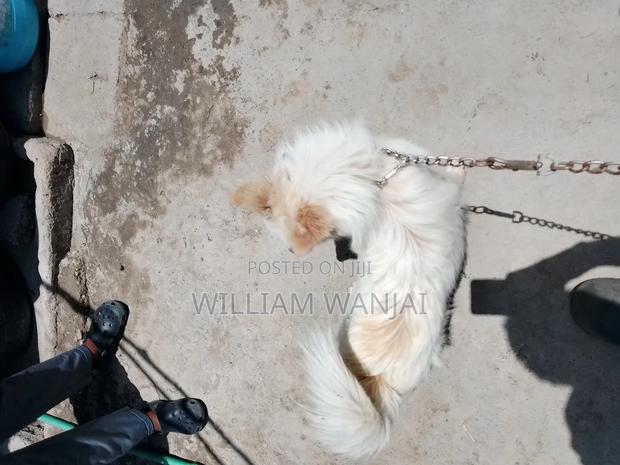 6-12 months Male Mixed Breed Finnish Spitz