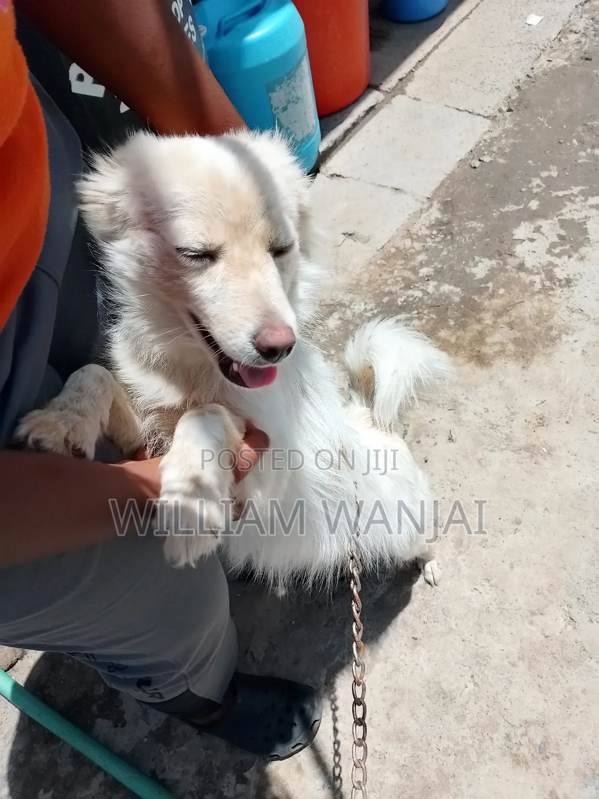 6-12 months Male Mixed Breed Finnish Spitz