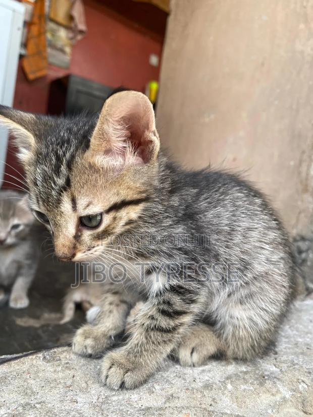 1-3 months Male Mixed Breed Tabby - thumbnail 4