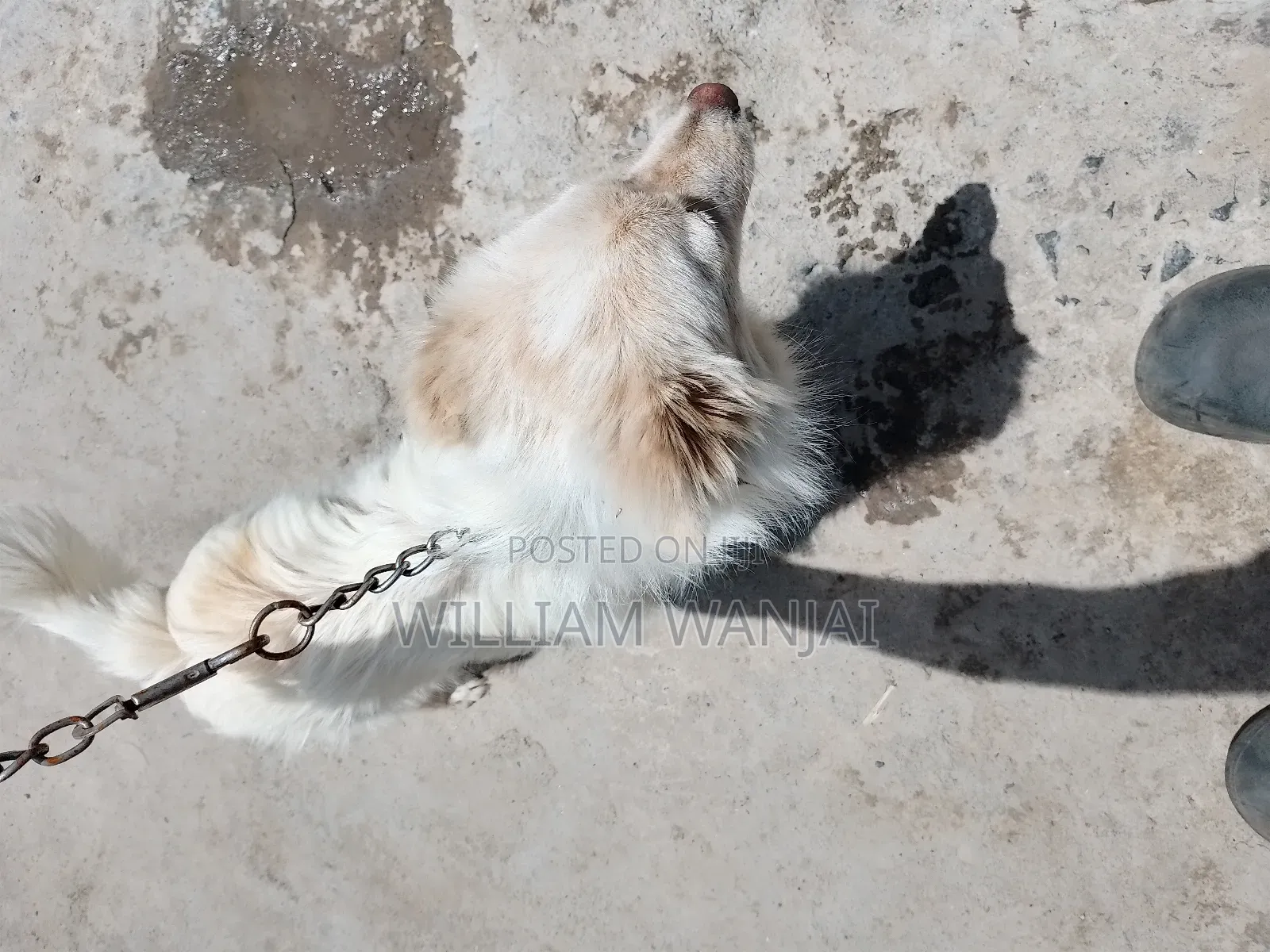 6-12 months Male Mixed Breed Finnish Spitz