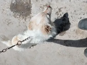 6-12 months Male Mixed Breed Finnish Spitz