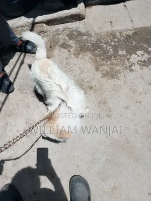 6-12 months Male Mixed Breed Finnish Spitz