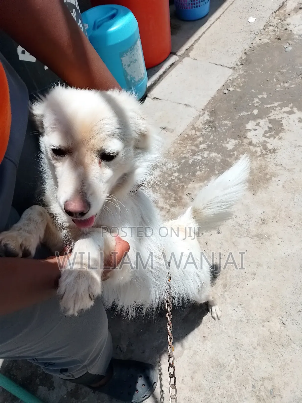 6-12 months Male Mixed Breed Finnish Spitz