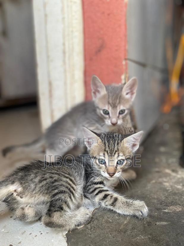 1-3 months Female Mixed Breed Tabby - thumbnail 3