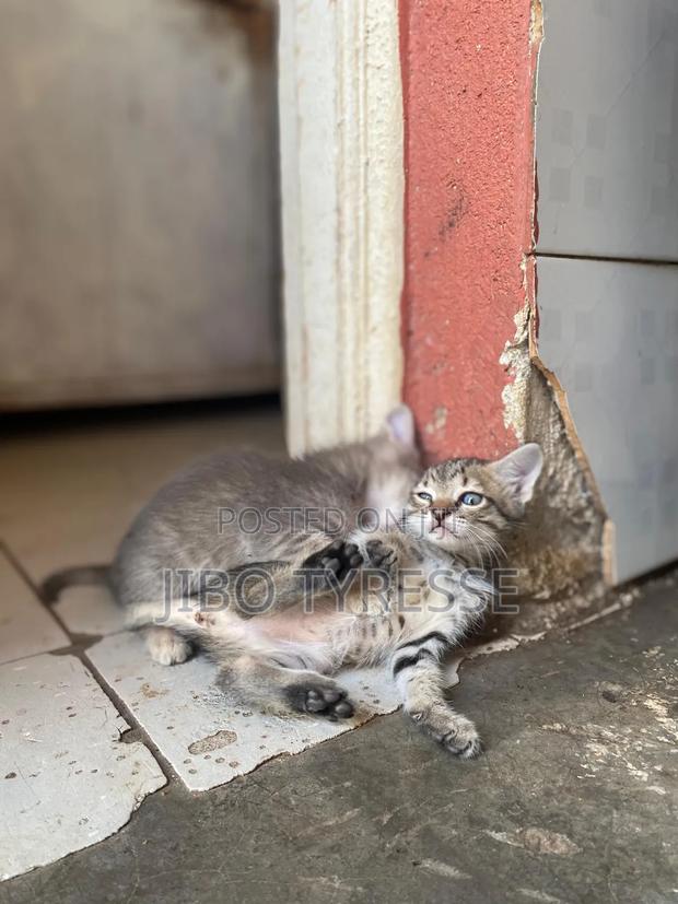 1-3 months Female Mixed Breed Tabby - thumbnail 5