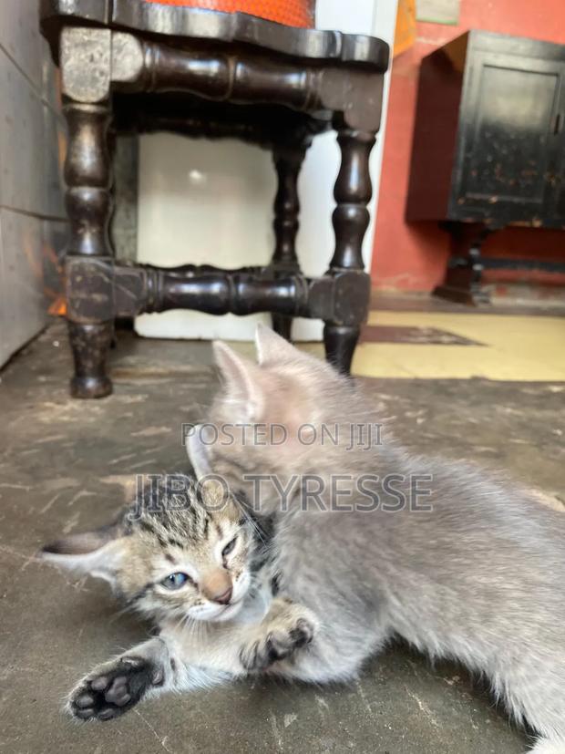 1-3 months Female Mixed Breed Tabby - thumbnail 4