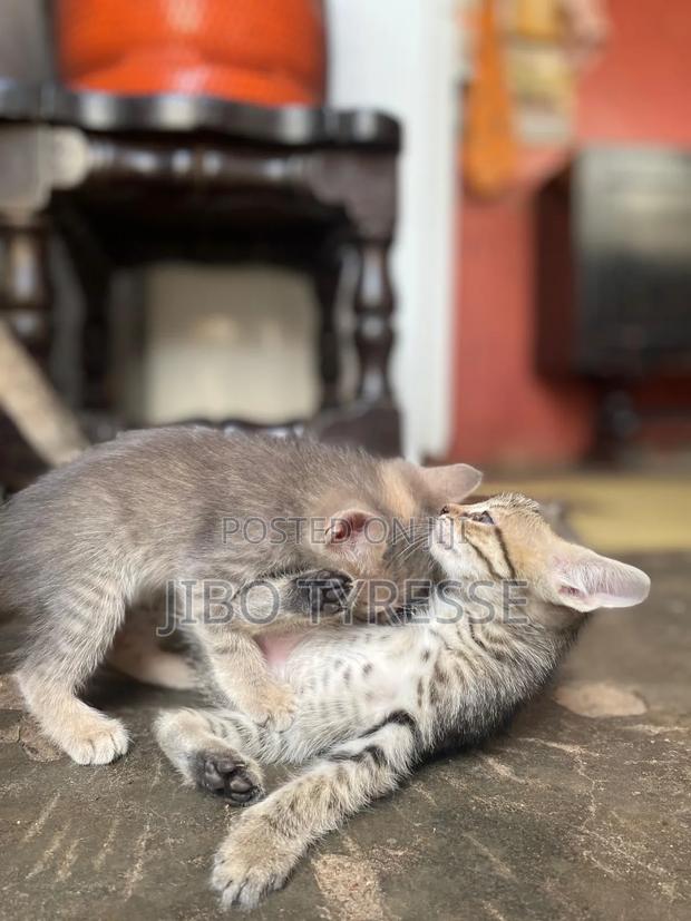 1-3 months Female Mixed Breed Tabby - thumbnail 7