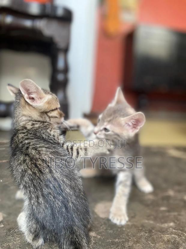 1-3 months Female Mixed Breed Tabby - thumbnail 6