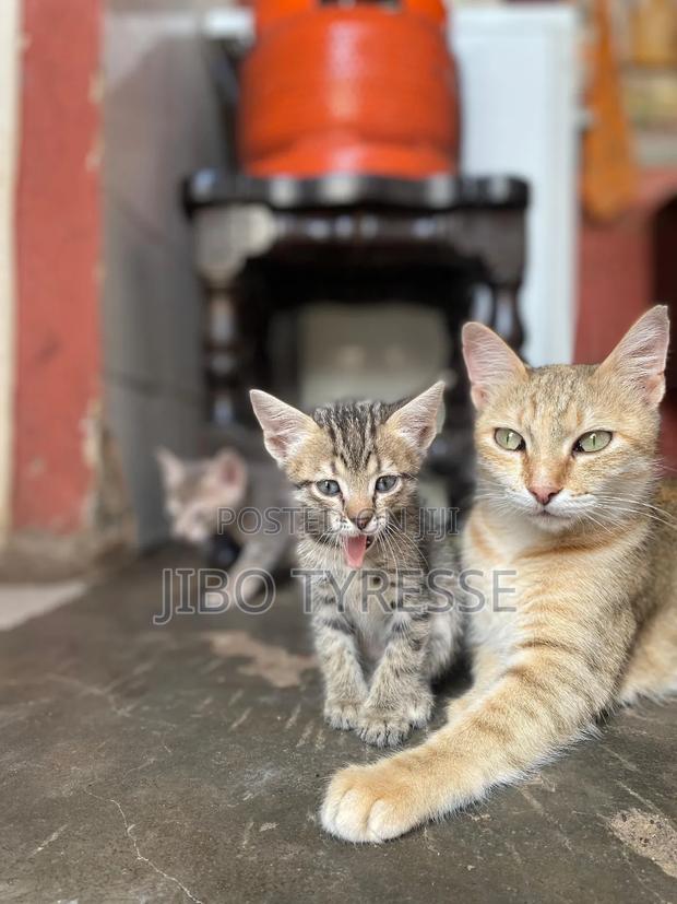 1-3 months Female Mixed Breed Tabby - main view