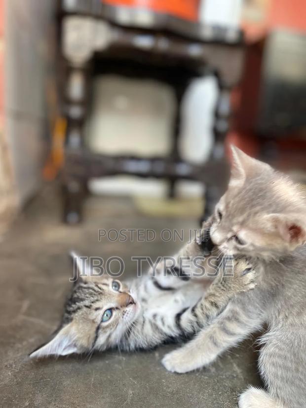 1-3 months Male Mixed Breed Tabby - thumbnail 8