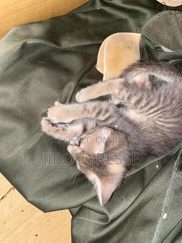 1-3 months Male Mixed Breed Tabby - thumbnail 13