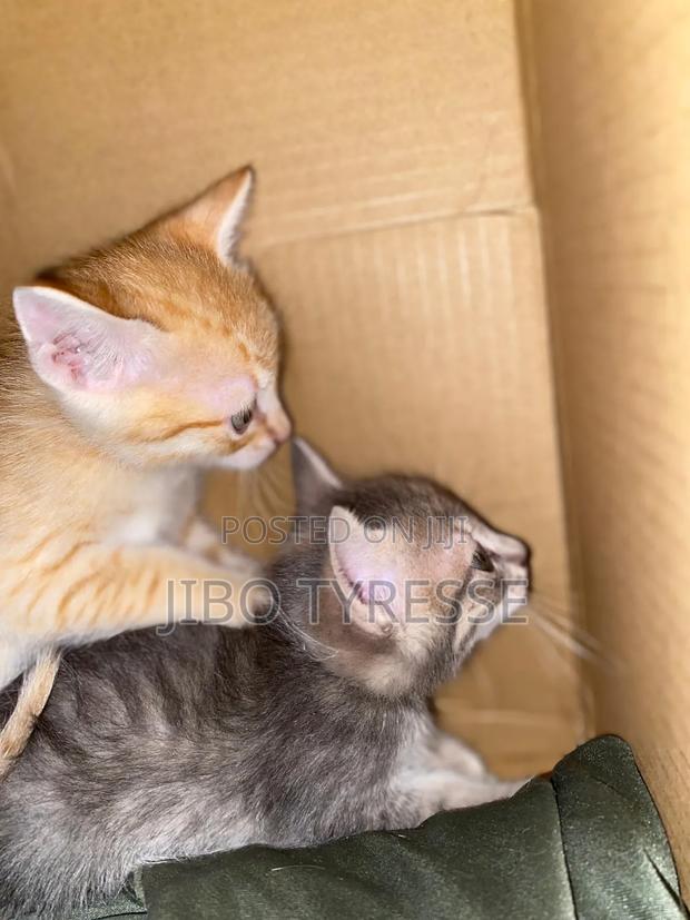 1-3 months Male Mixed Breed Tabby - thumbnail 7