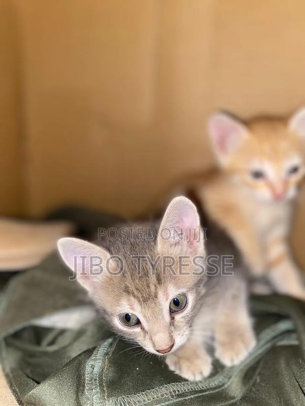 1-3 months Male Mixed Breed Tabby - thumbnail 15