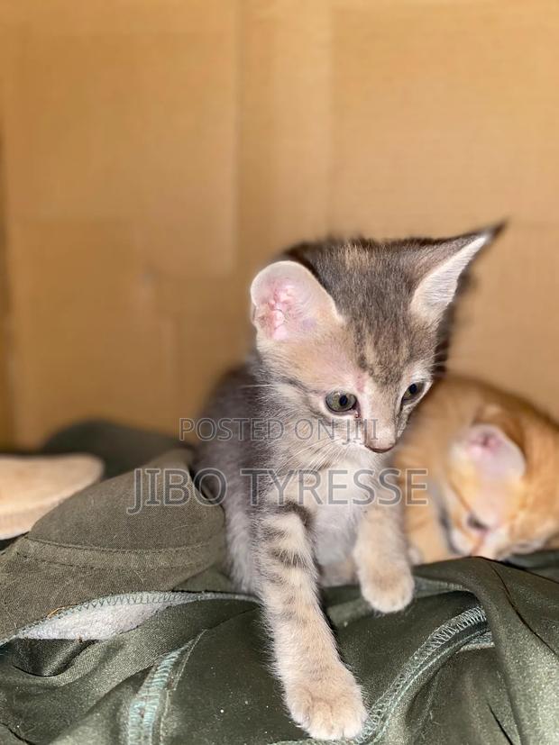 1-3 months Male Mixed Breed Tabby - thumbnail 14