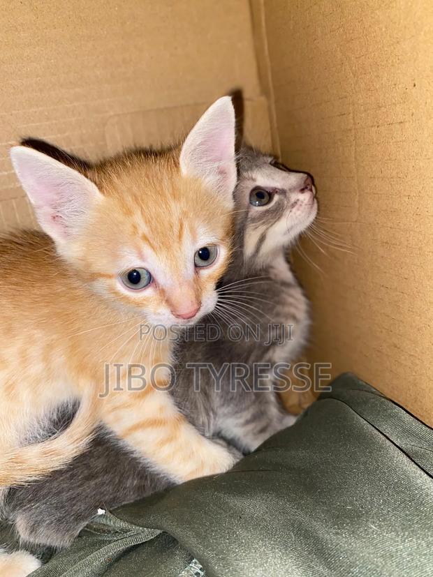 1-3 months Male Mixed Breed Tabby - thumbnail 16