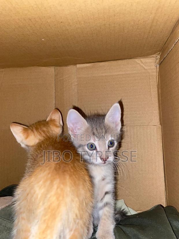 1-3 months Male Mixed Breed Tabby - thumbnail 10