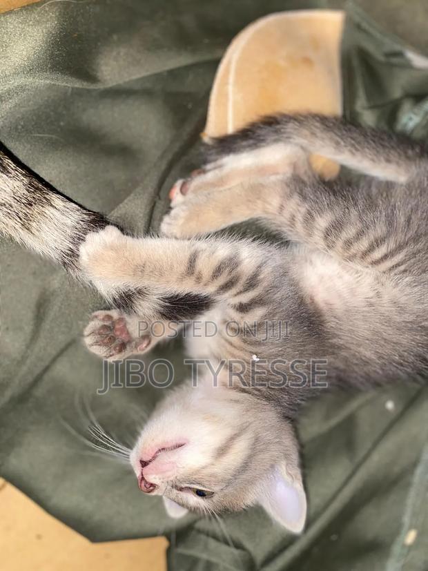 1-3 months Male Mixed Breed Tabby - thumbnail 12