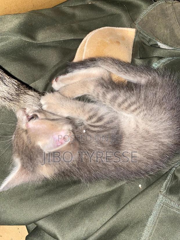 1-3 months Male Mixed Breed Tabby - thumbnail 9