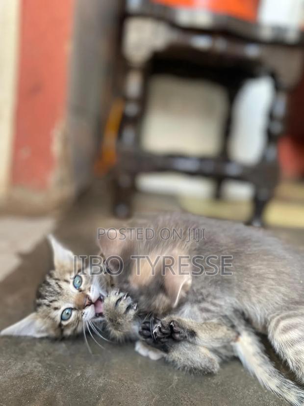 1-3 months Female Mixed Breed Tabby - thumbnail 8