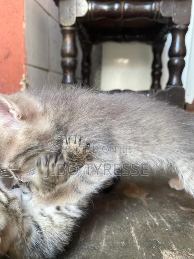 1-3 months Female Mixed Breed Tabby - thumbnail 9