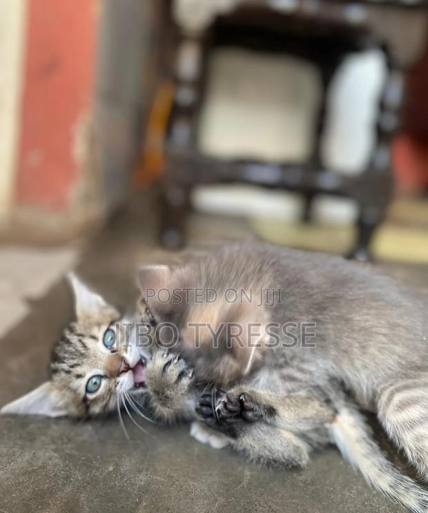 1-3 months Male Mixed Breed Tabby - thumbnail 11