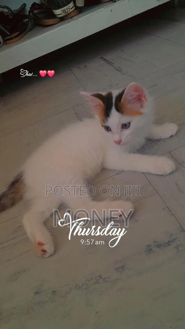 3-6 months Male Mixed Breed American Shorthair
