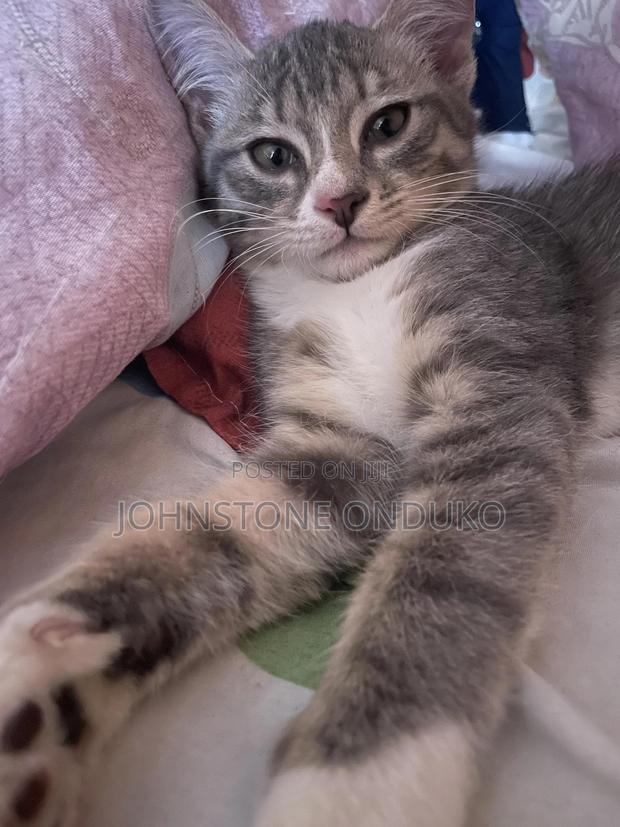 1-3 months Female Purebred Tabby - thumbnail 4